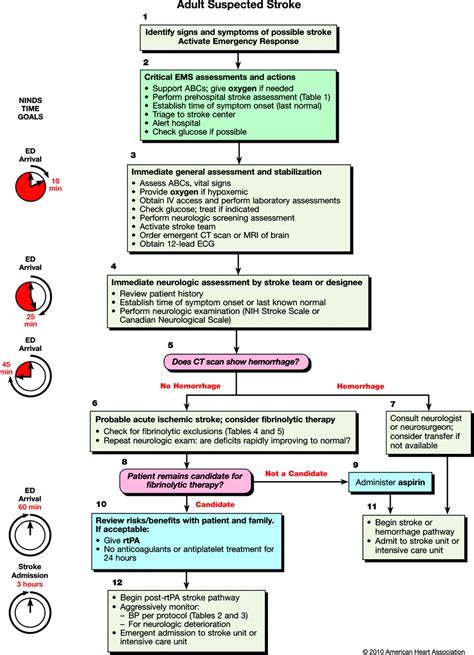 Part 11 Adult Stroke Circulation