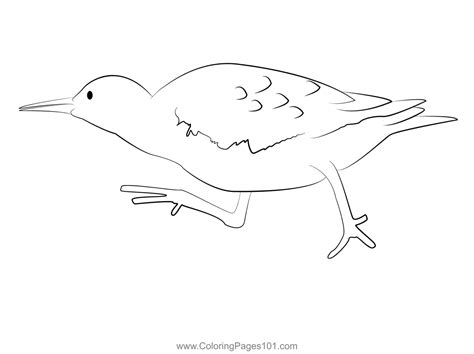 Common Sandpiper 8 Coloring Page For Kids Free Sandpipers Printable