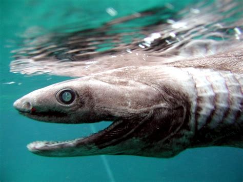 Frilled Shark – "OCEAN TREASURES" Memorial Library