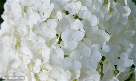 Different Types of Hydrangea Bushes: Discover Amazing Types For Sun & Shade