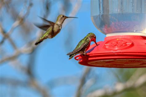 Quick Hummingbird Food Recipe Without Boiling Happy Birding