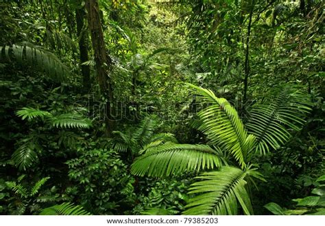Dense Bright Jungle: Over 6,618 Royalty-Free Licensable Stock Photos ...