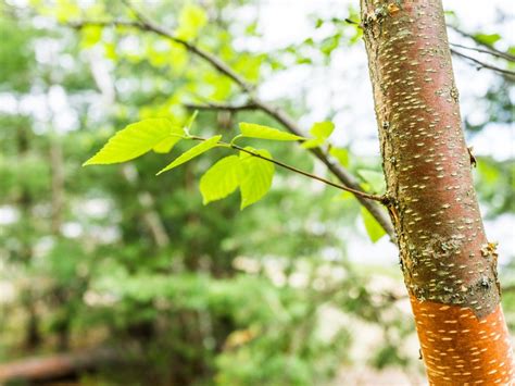 Water Birch Tree Care And Characteristics Imp World
