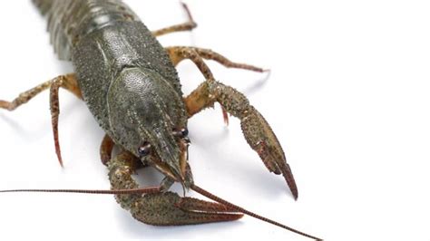 Crawdad Images – Browse 98,837 Stock Photos, Vectors, and Video | Adobe ...