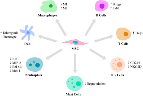 Frontiers Recent Advances To Enhance The Immunomodulatory Potential