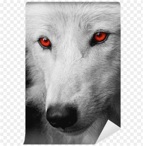 Free download | HD PNG white wolf red eyes PNG transparent with Clear Background ID 95733 | TOPpng