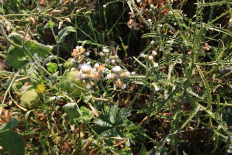 Cardo de Icod Carduus volutarioides hábitat Canal del Área de