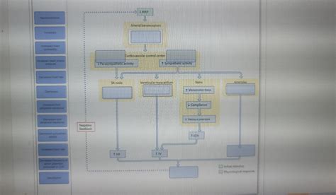 Solved Label To Create A Flow Chart Of How The B