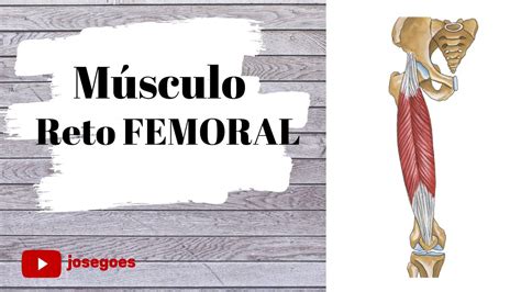 M Sculo Reto Femoral Youtube