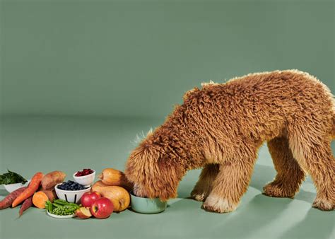 Over 200 million fresh meals sold with Ollie.