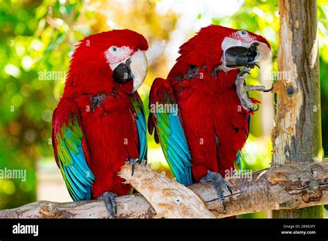 Lincolnshire Wildlife Park Parrots Hi Res Stock Photography And Images