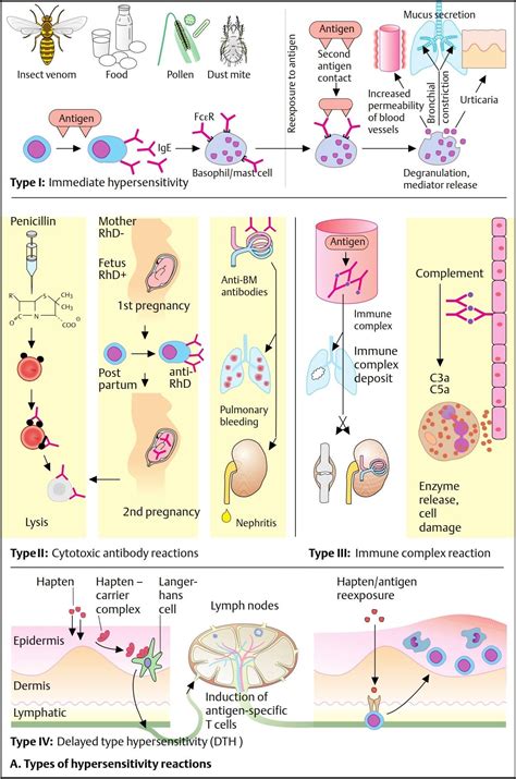 TIPOS DE... - Homedilab Laboratorio de diagnostico clinico
