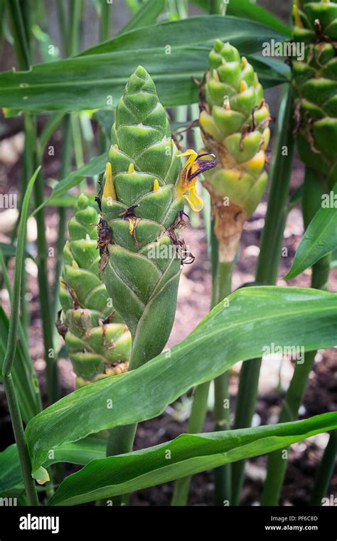 Zingiber Officinale Flower Hi Res Stock Photography And Images Alamy