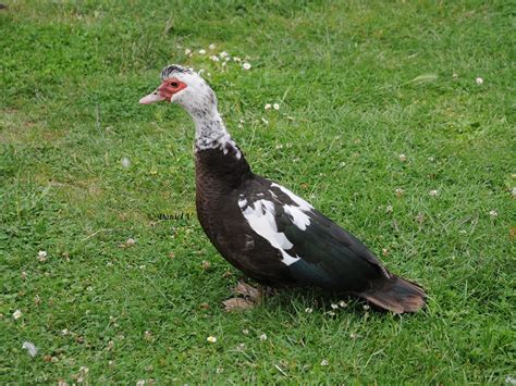 Les Oiseaux Du 27 Canard De Barbarie Cairina Moschata