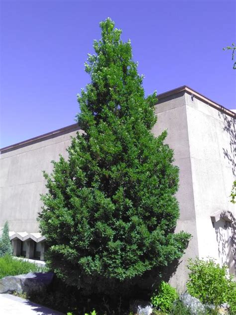 Skinny Deciduous Trees Buy Colorado Trees Online Colorado Trees For