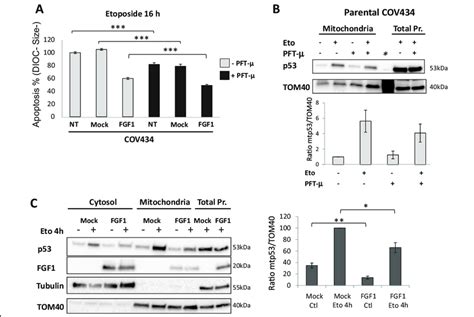 Fgf1 Regulates P53 Mitochondrial Localization A Average Apoptosis