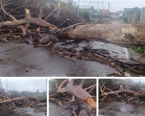 Maltempo killer grosso albero viene giù e sbarra strada Foto