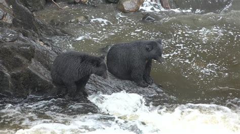 Brown bear fishing on river. Grizzly bear eating salmon fish. Katmai ...