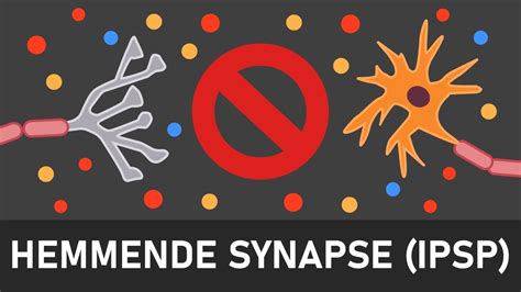 Hemmende Synapsen Ablauf An Inhibitorische Synapsen IPSP YouTube