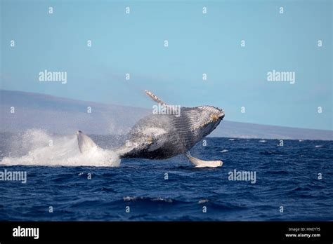 Blue whale breaching hi-res stock photography and images - Alamy