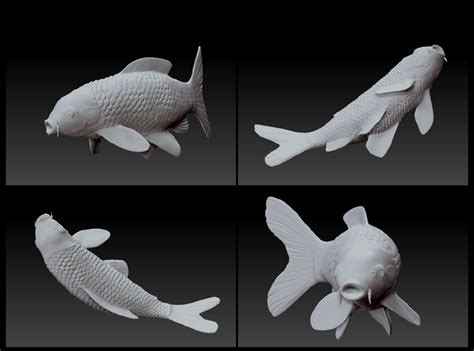 Koi Fish Anatomy