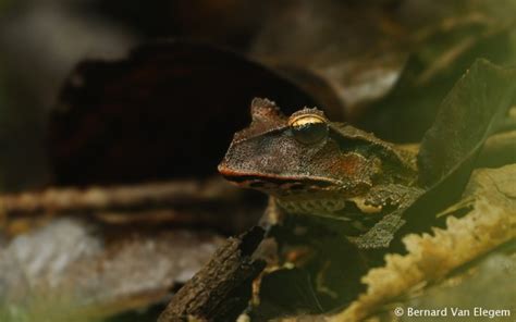 Tropical Frog species | Bernard Van Elegem