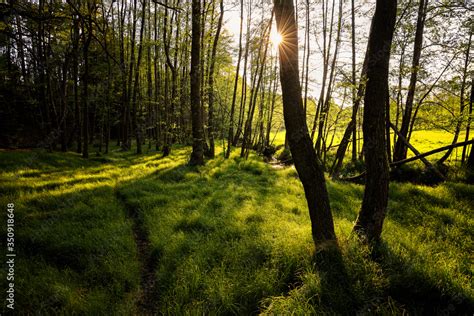 Peaceful Scenery Forest