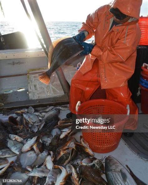 Sea Robins Photos And Premium High Res Pictures Getty Images