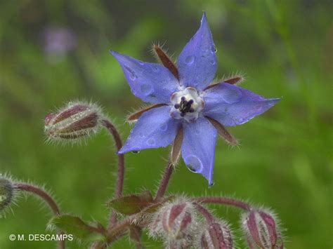 Bourrache Borago Officinalis Boraginaceae