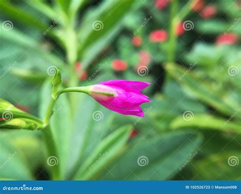 Talinum paniculatum flower stock image. Image of talinum - 102526723