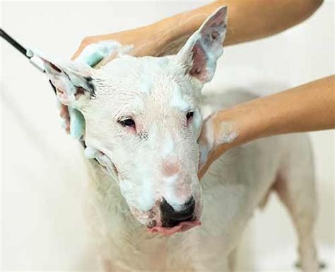 Dog Sponge – шампунь для собак? Значно краще!
