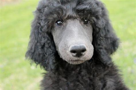 Akc Blue Standard Poodle Puppy Male For Sale In Coalport Pennsylvania