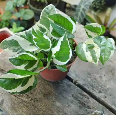 Jual Tanaman Hias Sirih Gading Enjoy Epipremnum Enjoy Pothos Shopee