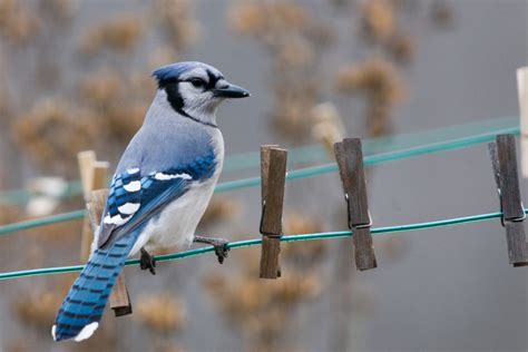 The Texas Blue Jay Project Accepting Bird Books – Travis Audubon