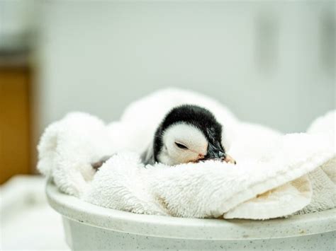 Baby Penguin; Pixar-Themed Hotel; Halloween Events: Saturday Smiles ...