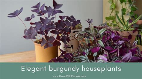 Elegant Burgundy Houseplants For A Dash Of Pizzazz Green With Purpose