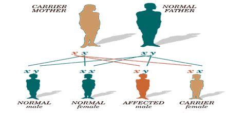 Genetic Traits - Assignment Point