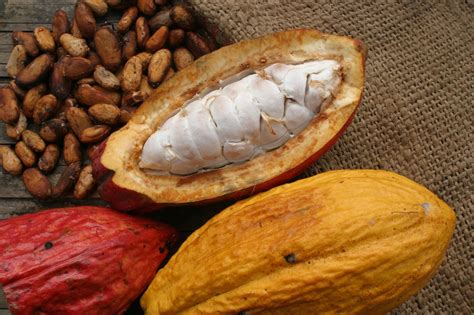 El Cacao Y Su Proceso