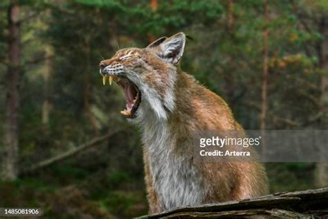 Russian Lynx Photos And Premium High Res Pictures Getty Images