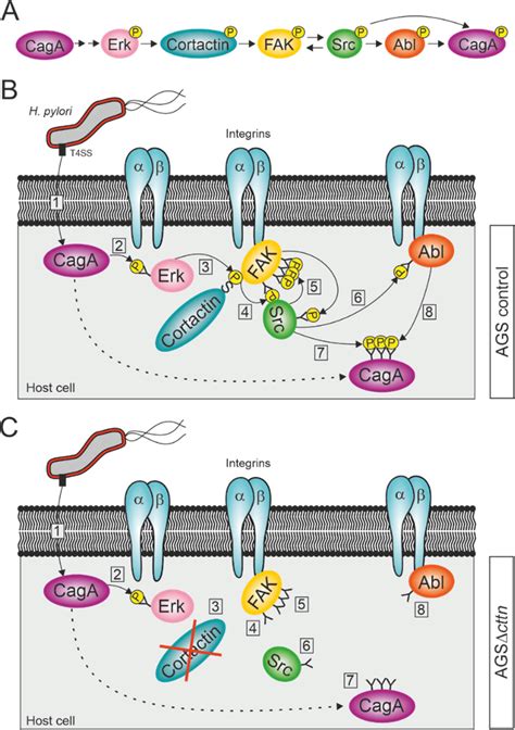 Proposed Model For The Activation Of Fak Src And Abl Kinases During