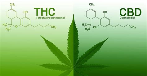 The Difference Between Cbd Vs Thc