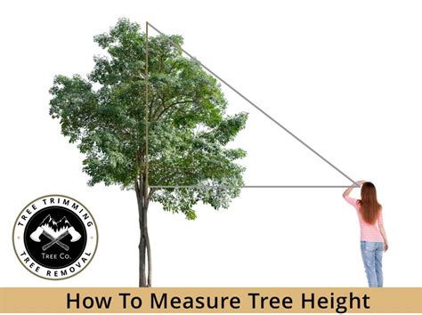 How To Measure The Height Of Trees In Your Backyard Utah Tree