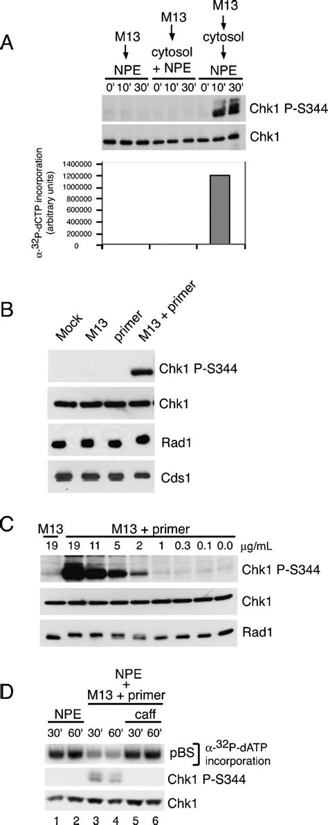 The Structural Determinants Of Checkpoint Activation