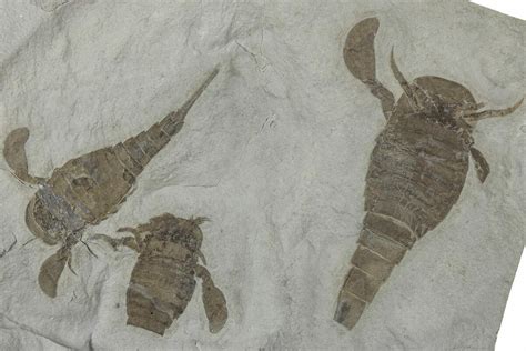 Three Eurypterus (Sea Scorpion) Fossils - New York (#236955) For Sale ...