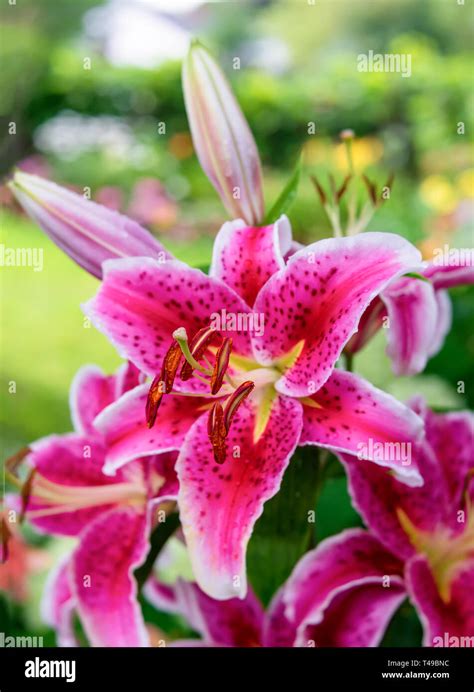 Stargazer Lilies Lilium Flowers Hi Res Stock Photography And Images Alamy