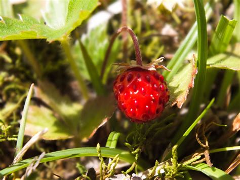 Fondos De Pantalla Comida Naturaleza Fruta Fresas Turqu A