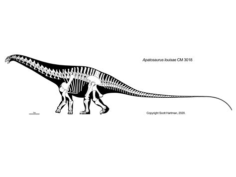 Sauropod Gallery Overhauleddr Scott Hartmans Skeletal