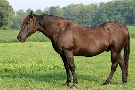 Keeping Your Senior Horses Happy And Healthy Saddleupcolorado