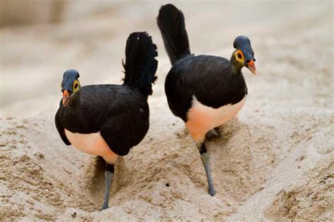 Maleo Burung Langka Endemik Sulawesi Dan Fakta Uniknya Faunadanflora