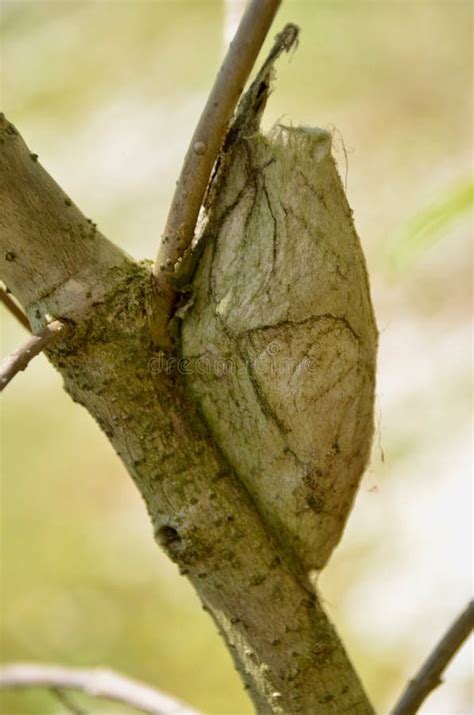 Cecropia Moth Cocoon stock image. Image of cocoon, life - 119963917